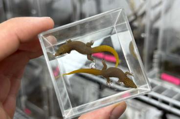 Geckos kaufen und verkaufen Photo: Sphaerodactylus breeding pairs and groups Geckos kaufen und verkaufen Photo: Sphaerodactylus breeding pairs and groups