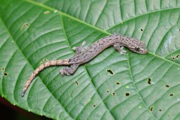 Geckos kaufen und verkaufen Foto: Lepidodactylus lugubris & Hemiphyllodactylus typus Geckos kaufen und verkaufen Foto: Lepidodactylus lugubris & Hemiphyllodactylus typus