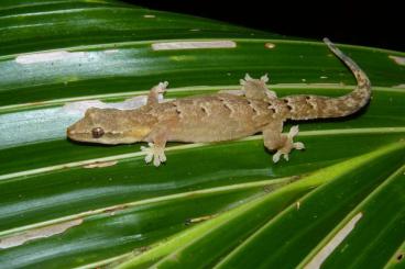 Geckos kaufen und verkaufen Foto: Lepidodactylus lugubris NZ 24/25 Geckos kaufen und verkaufen Foto: Lepidodactylus lugubris NZ 24/25