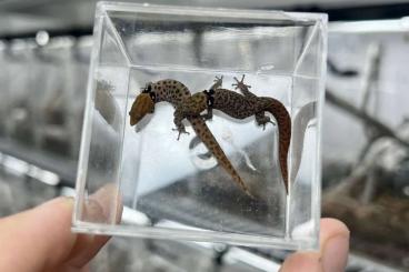 Geckos kaufen und verkaufen Photo: Sphaerodactylus breeding pairs and groups Geckos kaufen und verkaufen Photo: Sphaerodactylus breeding pairs and groups