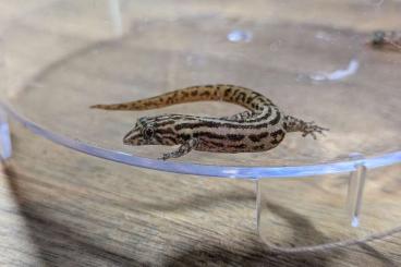 Geckos kaufen und verkaufen Foto: Sphaerodactylus sputator Zuchtpaar