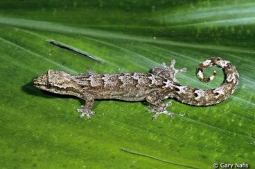 Geckos kaufen und verkaufen Photo: Lepidodactylus lugubris & Hemiphyllodactylus typus Geckos kaufen und verkaufen Photo: Lepidodactylus lugubris & Hemiphyllodactylus typus