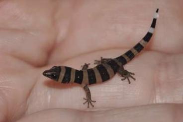 Geckos kaufen und verkaufen Photo: Sphaerodactylus phyzacinus & nigropunctatus ocujal