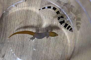 Geckos kaufen und verkaufen Photo: 0.0.2 Sphaerodactylus torrei