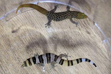 Geckos kaufen und verkaufen Photo: 0.0.2 Sphaerodactylus nigropunctatus ocujal