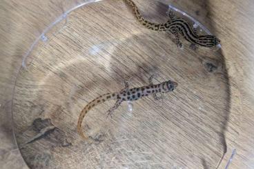 Geckos kaufen und verkaufen Photo: Sphaerodactylus sputator Zuchtpaar