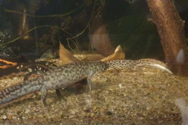 Newts kaufen und verkaufen Photo: Triturus karelinii 1 adultes parchen Newts kaufen und verkaufen Photo: Triturus karelinii 1 adultes parchen