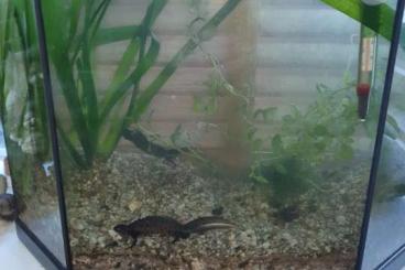 Newts kaufen und verkaufen Photo: Triturus dobrogicus jungtiere Newts kaufen und verkaufen Photo: Triturus dobrogicus jungtiere