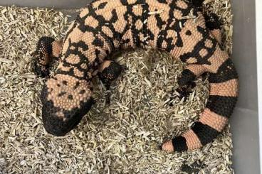 Lizards kaufen und verkaufen Photo: 1.0 Heloderma suspectum cinctum Lizards kaufen und verkaufen Photo: 1.0 Heloderma suspectum cinctum