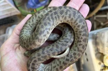 Pythons kaufen und verkaufen Photo: 0.1 Antaresia stimsoni orientalis Pythons kaufen und verkaufen Photo: 0.1 Antaresia stimsoni orientalis