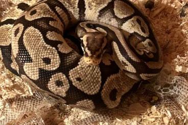 Königspythons kaufen und verkaufen Foto: 3 Köpys inklusive Terra und Futter