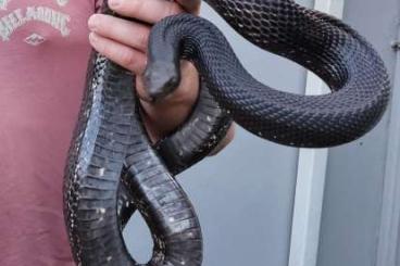 Snakes kaufen und verkaufen Photo: pituophis melanoleucus black pine snake