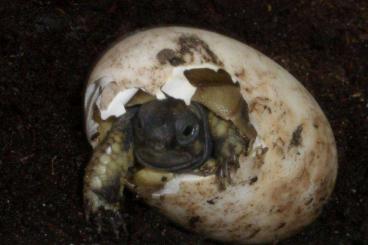 Tortoises kaufen und verkaufen Photo: Griechische Landschildkröten