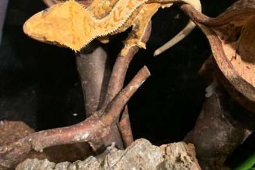 Geckos kaufen und verkaufen Foto: Männlicher Kronengecko - reverse pinstripe Harlequin 