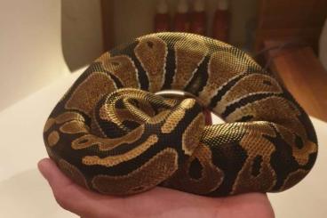 Ball Pythons kaufen und verkaufen Photo: 5 Jährige Classic Königspyhton leider Abzugeben