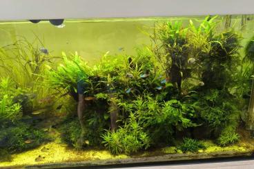 tanks kaufen und verkaufen Photo: Aquariumkombination Eheim Vivaline 240 Liter