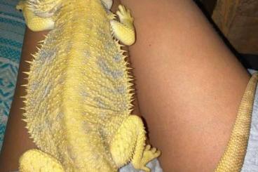 Bartagamen kaufen und verkaufen Foto: Suche German Giant oder Pogona Barbarta Bartagame