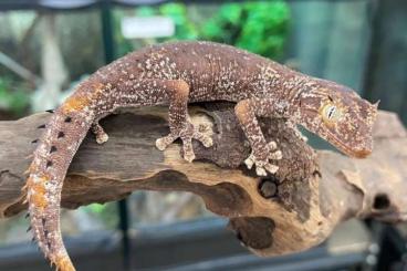 Echsen kaufen und verkaufen Photo: 1.2 Strophurus ciliaris Blutsfremd Gruppenhaltung gecko Echsen kaufen und verkaufen Photo: 1.2 Strophurus ciliaris Blutsfremd Gruppenhaltung gecko