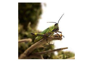 Insekten kaufen und verkaufen Foto: Suche Tropidacris collaris & Tropidacris cristata& Zonocerus variegatu Insekten kaufen und verkaufen Foto: Suche Tropidacris collaris & Tropidacris cristata& Zonocerus variegatu