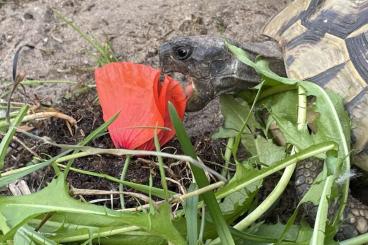 Landschildkröten kaufen und verkaufen Foto: Griechische Landschildkröten 2021 NZ 