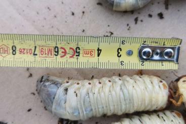 Insekten kaufen und verkaufen Foto: European rhinoceros beetle (Oryctes nasicornis) larvae 30pcs (of 1000)