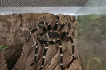 - bird spiders kaufen und verkaufen Photo: Acanthoscurria geniculata 1.0 adult - bird spiders kaufen und verkaufen Photo: Acanthoscurria geniculata 1.0 adult
