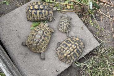 Landschildkröten kaufen und verkaufen Foto: 1,2 THB Griech. Landschildkröten suchen eine neues Zuhause Landschildkröten kaufen und verkaufen Foto: 1,2 THB Griech. Landschildkröten suchen eine neues Zuhause