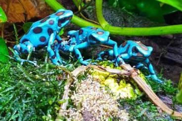 Poison dart frogs kaufen und verkaufen Photo: Diverse Nachzuchten Dendrobaten Dendrobates Pfeilgiftfrösche Frösche