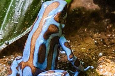 Poison dart frogs kaufen und verkaufen Photo: Schöne Nachzuchten von Dendrobates auratus Superblue abzugeben