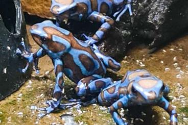 Pfeilgiftfrösche kaufen und verkaufen Foto: Schöne Nachzuchten von Dendrobates auratus Superblue abzugeben