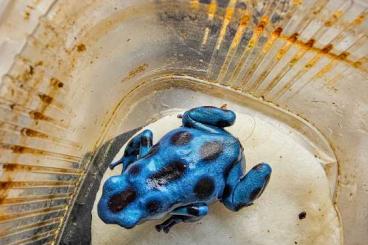 Pfeilgiftfrösche kaufen und verkaufen Photo: Nachzuchten Dendrobates auratus calobre abzugeben Pfeilgiftfrösche kaufen und verkaufen Photo: Nachzuchten Dendrobates auratus calobre abzugeben