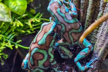 Pfeilgiftfrösche kaufen und verkaufen Photo: Auratus Bronce Birkhahn Jungtiere abzugeben Pfeilgiftfrösche kaufen und verkaufen Photo: Auratus Bronce Birkhahn Jungtiere abzugeben