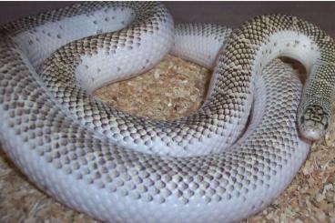 Schlangen kaufen und verkaufen Foto: Guten Tag, ich biete eine schöne wunderschöne an Lampropeltis brooksi 