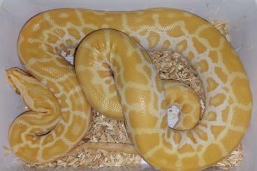 Schlangen kaufen und verkaufen Foto: guten Tag, ich biete einen tigerpython Schlangen kaufen und verkaufen Foto: guten Tag, ich biete einen tigerpython