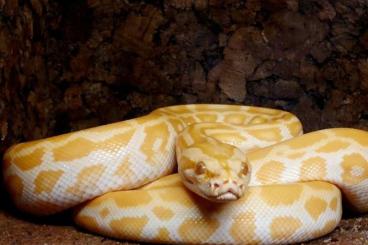 Schlangen kaufen und verkaufen Foto: guten Tag, ich biete einen molurus bivittatus caramel perl Schlangen kaufen und verkaufen Foto: guten Tag, ich biete einen molurus bivittatus caramel perl