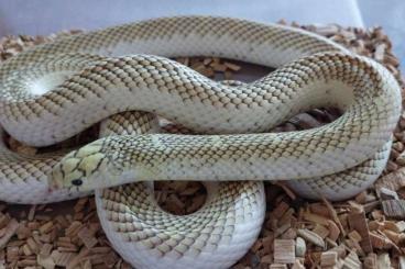 Snakes kaufen und verkaufen Photo: Guten Tag, ich biete hier eine. Lampropeltis getula brooks 1.0i Snakes kaufen und verkaufen Photo: Guten Tag, ich biete hier eine. Lampropeltis getula brooks 1.0i