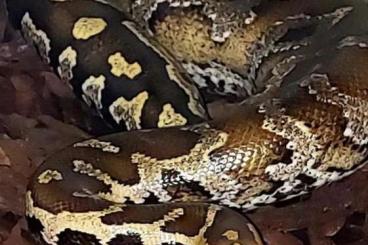 Snakes kaufen und verkaufen Photo: guten Tag, ich biete einen python breitensteini Snakes kaufen und verkaufen Photo: guten Tag, ich biete einen python breitensteini
