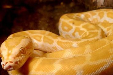 Schlangen kaufen und verkaufen Foto: Guten Tag, ich biete hier einen. Tigerpython Schlangen kaufen und verkaufen Foto: Guten Tag, ich biete hier einen. Tigerpython