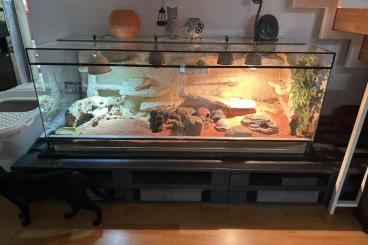 Geckos kaufen und verkaufen Photo: Leopard Gecko Gruppen abzugeben Geckos kaufen und verkaufen Photo: Leopard Gecko Gruppen abzugeben