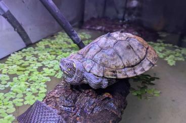 Schildkröten kaufen und verkaufen Foto: Höckerschildkröte Weiblich 8 Jahre Schildkröten kaufen und verkaufen Foto: Höckerschildkröte Weiblich 8 Jahre