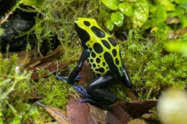 Poison dart frogs kaufen und verkaufen Photo: Dendrobates tinctorius Nikita Männchen Poison dart frogs kaufen und verkaufen Photo: Dendrobates tinctorius Nikita Männchen