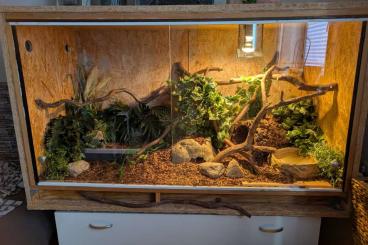 Ball Pythons kaufen und verkaufen Photo: Diverse Königspython zu verkaufen 
