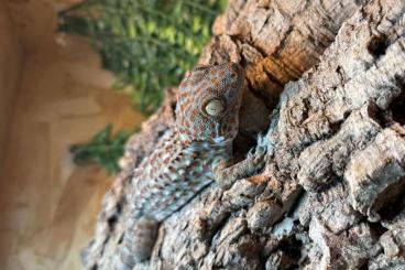 Geckos kaufen und verkaufen Foto: 1.0 Male tokay gecko classic / Gekko gecko Geckos kaufen und verkaufen Foto: 1.0 Male tokay gecko classic / Gekko gecko