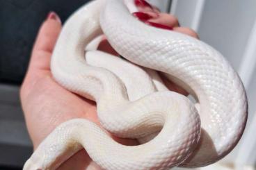Schlangen kaufen und verkaufen Foto: Pantherophis guttatus Blizzard het diffused Schlangen kaufen und verkaufen Foto: Pantherophis guttatus Blizzard het diffused