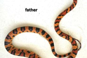Schlangen kaufen und verkaufen Foto: Pantherophis guttatus okeetee abbott's Schlangen kaufen und verkaufen Foto: Pantherophis guttatus okeetee abbott's