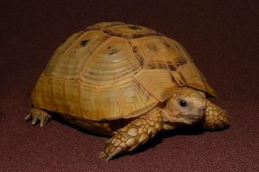Turtles and Tortoises kaufen und verkaufen Photo: Testudo graeca terrestris Turtles and Tortoises kaufen und verkaufen Photo: Testudo graeca terrestris