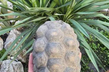 Landschildkröten kaufen und verkaufen Foto: Szenes teknős Chelonoidis carbonaria Landschildkröten kaufen und verkaufen Foto: Szenes teknős Chelonoidis carbonaria