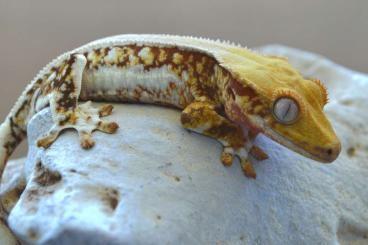 Geckos kaufen und verkaufen Foto: Kronengecko ( Correlophus ciliatus ) Lilly White Red Tricolor Geckos kaufen und verkaufen Foto: Kronengecko ( Correlophus ciliatus ) Lilly White Red Tricolor