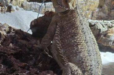 Bearded dragons kaufen und verkaufen Photo: Bartagame Lilly such ein neues zuhause. Bearded dragons kaufen und verkaufen Photo: Bartagame Lilly such ein neues zuhause.