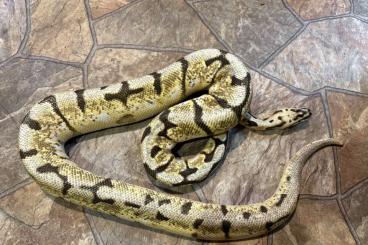 Königspythons kaufen und verkaufen Foto: 1.0 Bumblebee dh Axanthic TSK / Piebald Königspythons kaufen und verkaufen Foto: 1.0 Bumblebee dh Axanthic TSK / Piebald